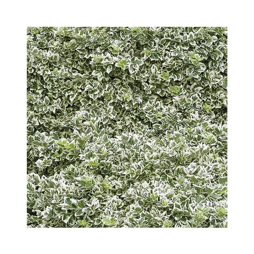 Euonymus emerald gaiety vert en pot de 3 L