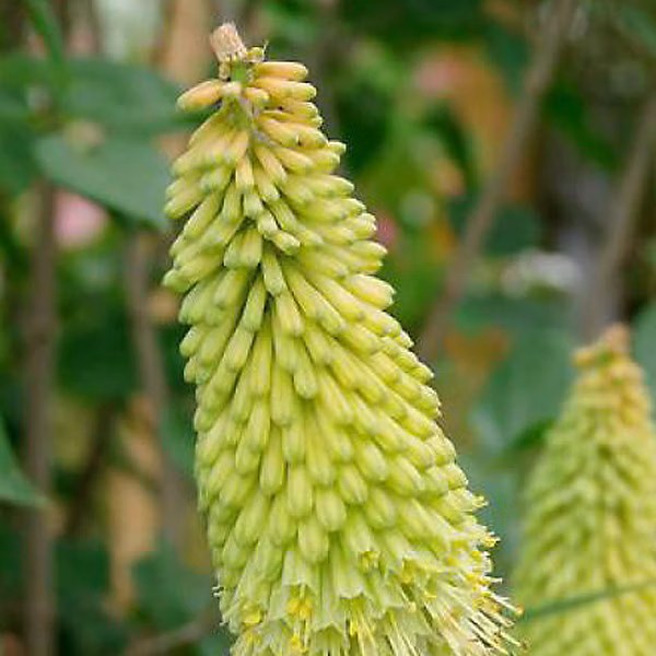 6 x Tritoma 'Green Jade' – Kniphofia 'Green Jade', godet 9cm x 9cm