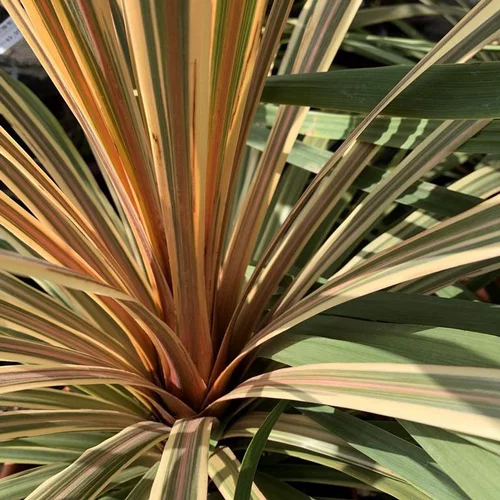 Cordyline Torbay Dazzler. Le pot de 15 litres