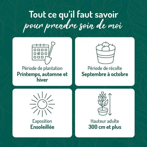 Pommier Reine Des Reinettes. Le pot de 12 litres, forme gobelet