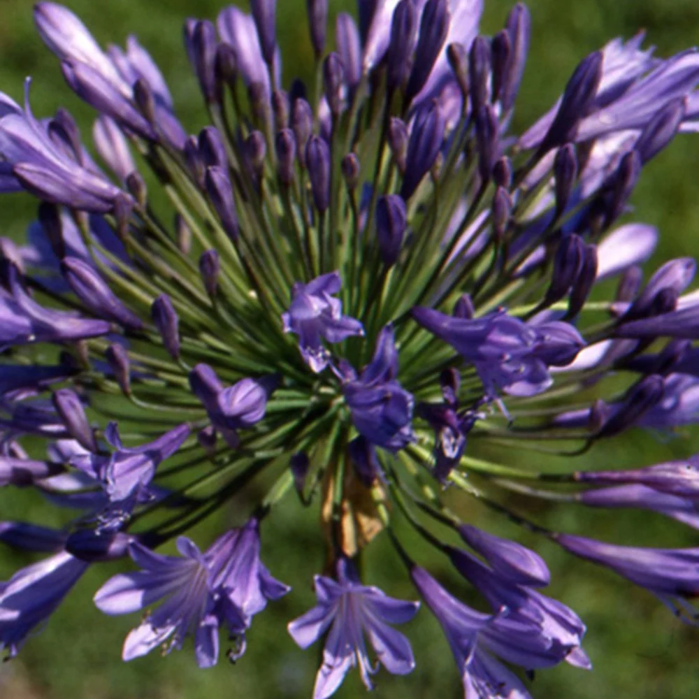 Agapanthe Donau Agapanthus donau
