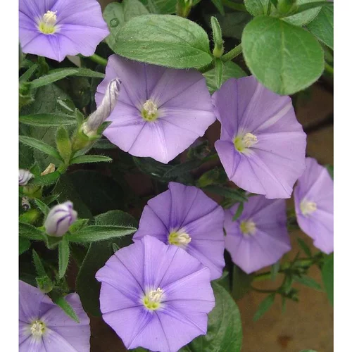 Liseron de Mauritanie bleu. Le pot de 1 litre