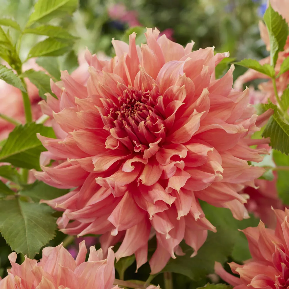 Dahlia géant Fairway Spur Dahlia Fairway Spur