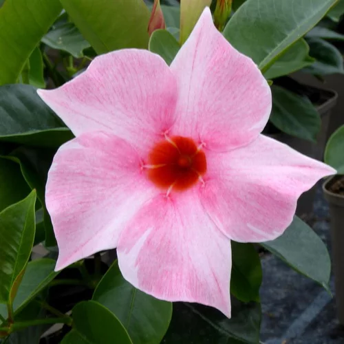 Dipladenia Pyramide - Le pot de 17 cm