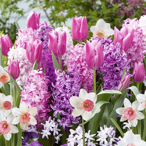 35 Bulbes de fleurs Bordure Rose en mélange Chionodoxa, Narcissus, Hyacinthus, Tulipa