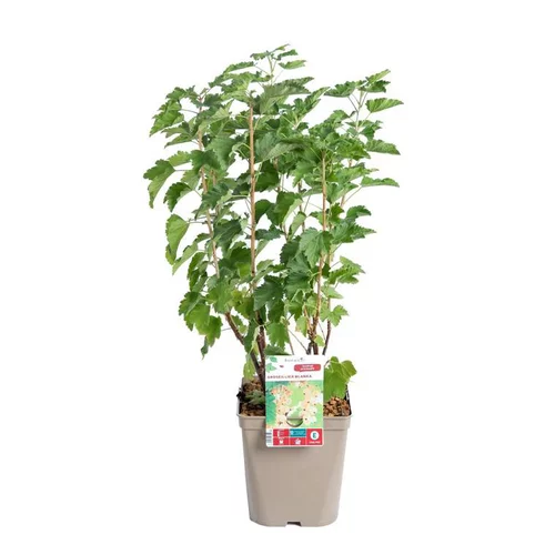 Groseillier A Grappe Blanka Bio. Le pot de 5 litres