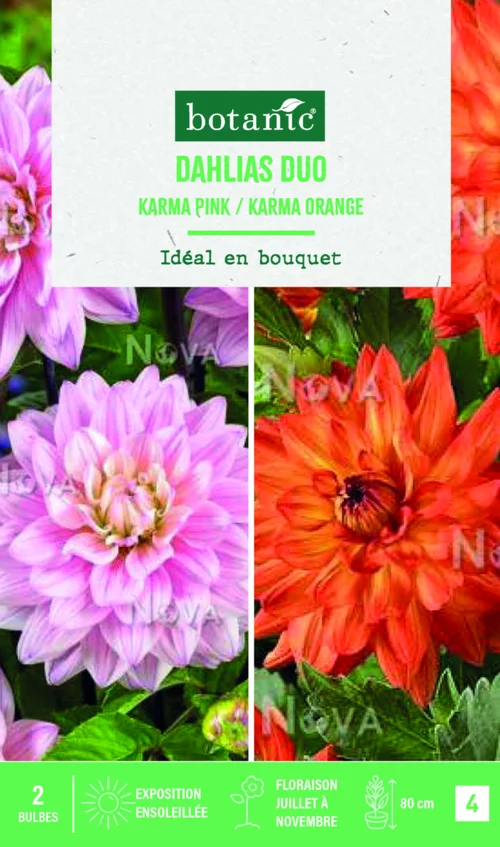 Bulbes de fleurs duo de Dahlias semi-cactus Karma rose / Karma orange botanic® - 2 bulbes