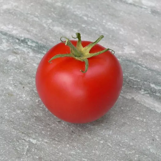 Semences biologiques de Tomate de couleur Canabec rose