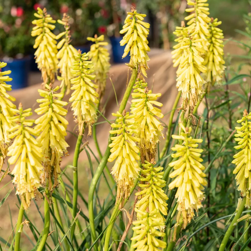Tritoma Lemon Popsicle Kniphofia lemon popsicle ( popsicle series )