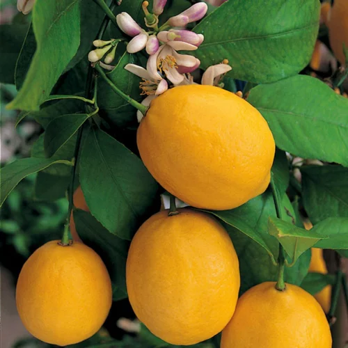 Citronnier Meyer. Le pot de 5 litres