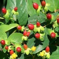 Hypericum Early fruits - Le pot de 1,5 litre