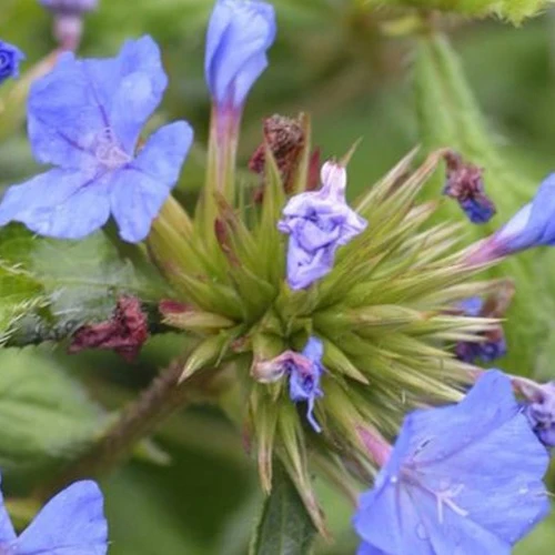 Plumbago de Willmott Forest Blue -Dentelaire arbustive Ceratostigma willmottianum lice forest blue
