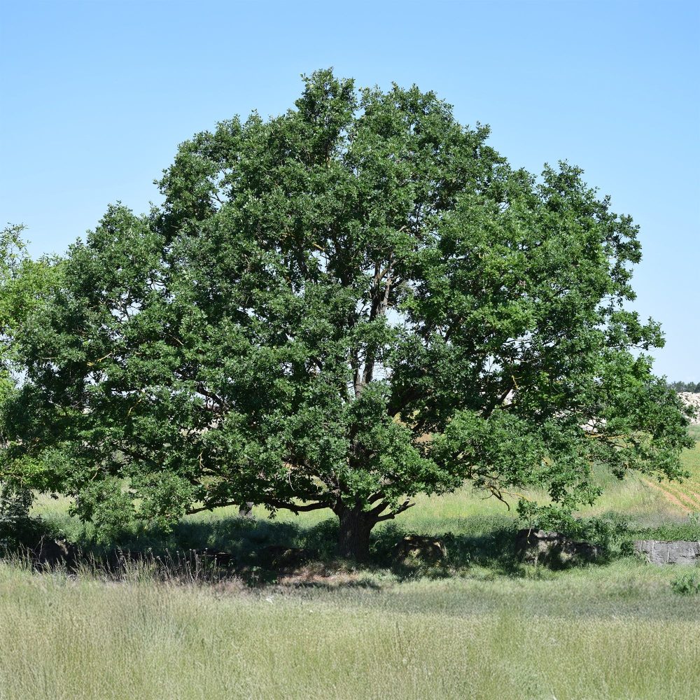 Chêne rouvre - Chêne sessile Quercus petraea
