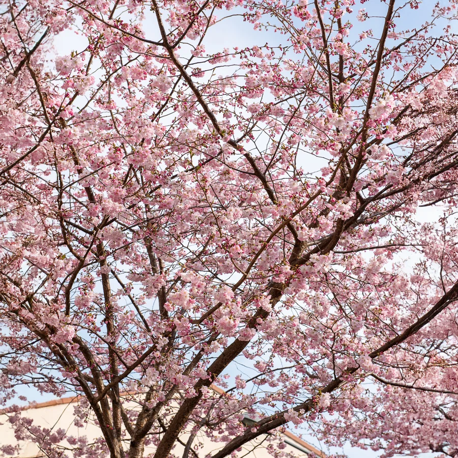 Cerisier à fleurs du Japon Accolade Prunus Accolade