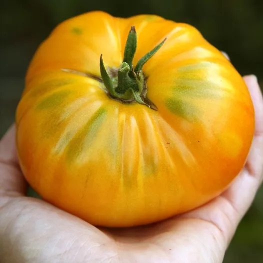 Semences bio de Tomate Big White Pink Stripes