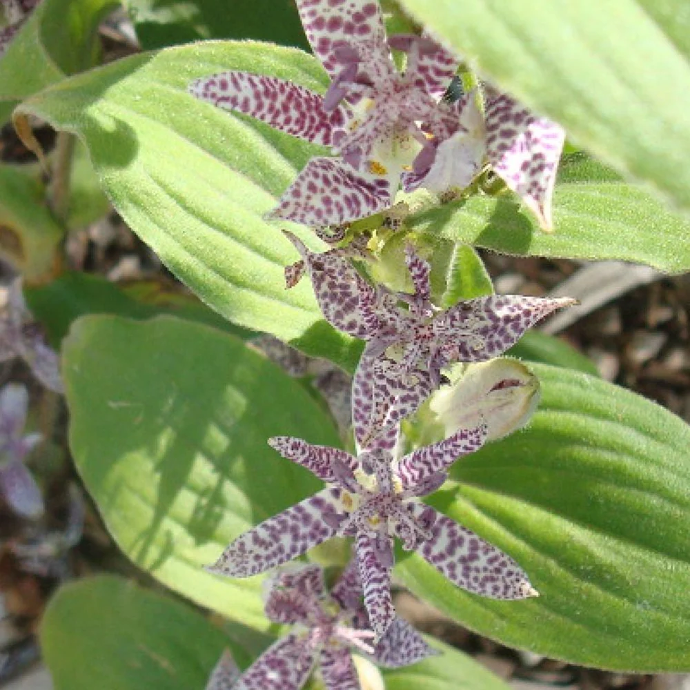 Lis Orchidée - Tricyrtis hirta Miyazaki Tricyrtis hirta miyazaki