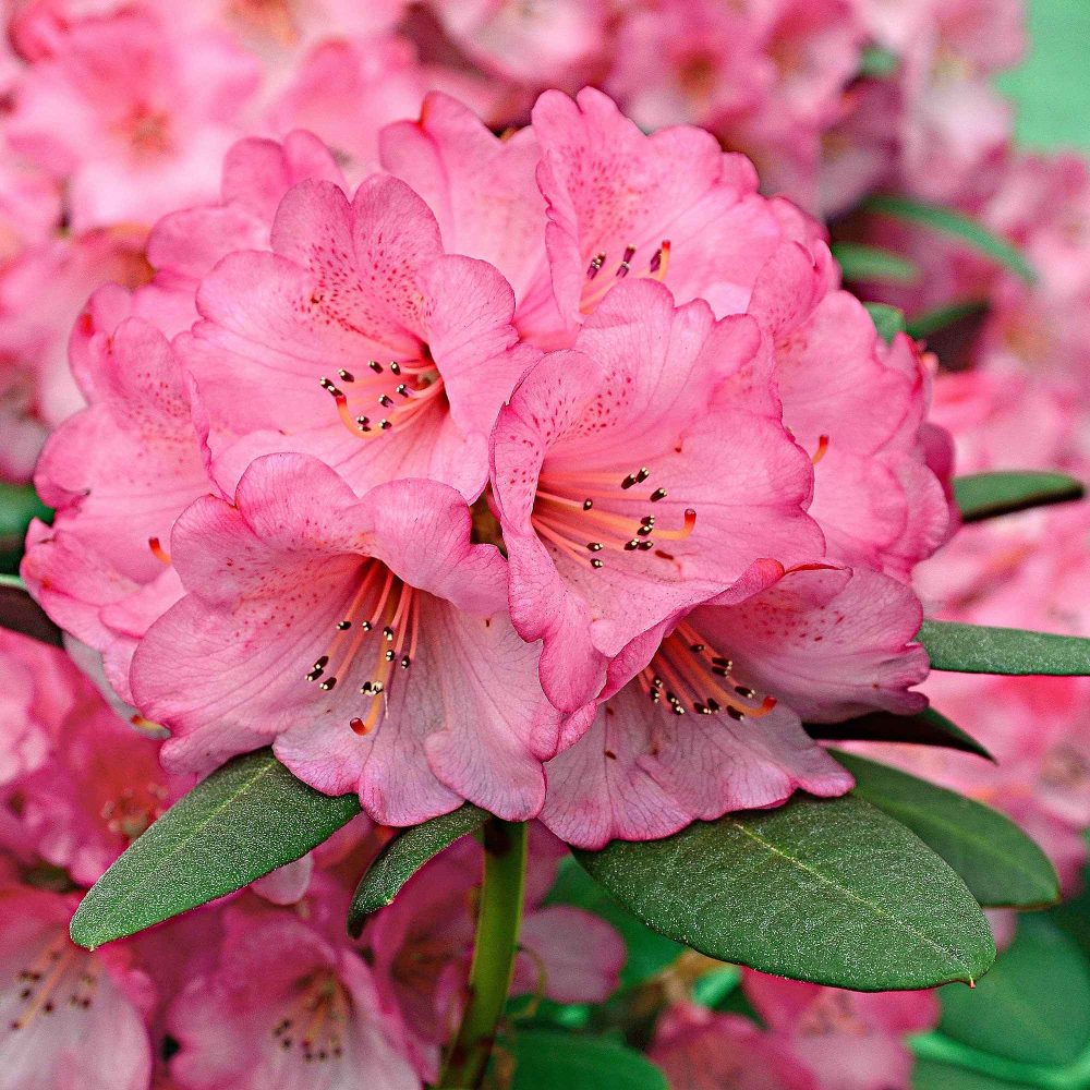 Rhododendron Wine & Roses Rhododendron Wine & Roses