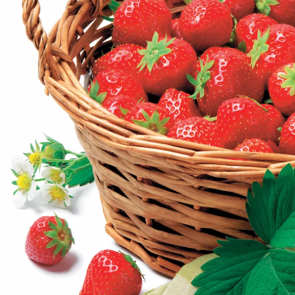 Fraisier Manille ® Fragaria x ananassa manille ® cov ma 94 73 1