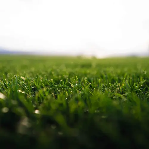Gazon naturel résistant à la sécheresse en rouleaux Les Gazons de la Hardt - prix pour une surface achetée totale de 51 à 150 m²