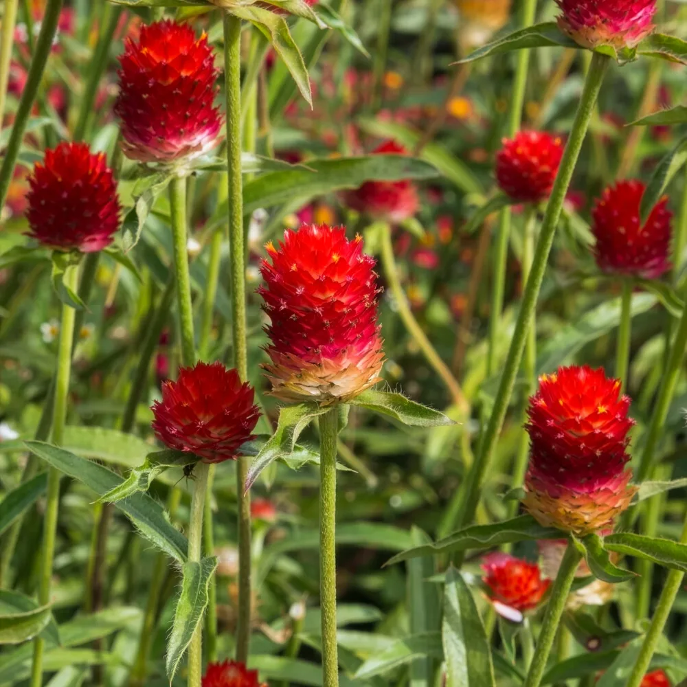 Amarantine écarlate Strawberry fields Gomphrena haageana Strawberry Fields
