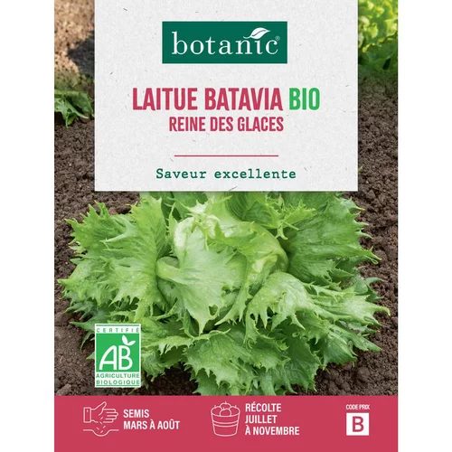 Graines de laitue batavia reine des glaces bio botanic® - graines batavia semer