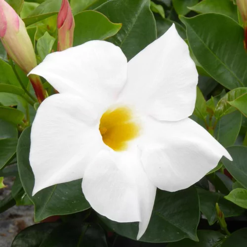 Dipladenia blanc - La barquette de 6 plants
