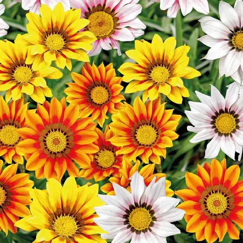 Gazania - Le pot de 12 x 12 cm
