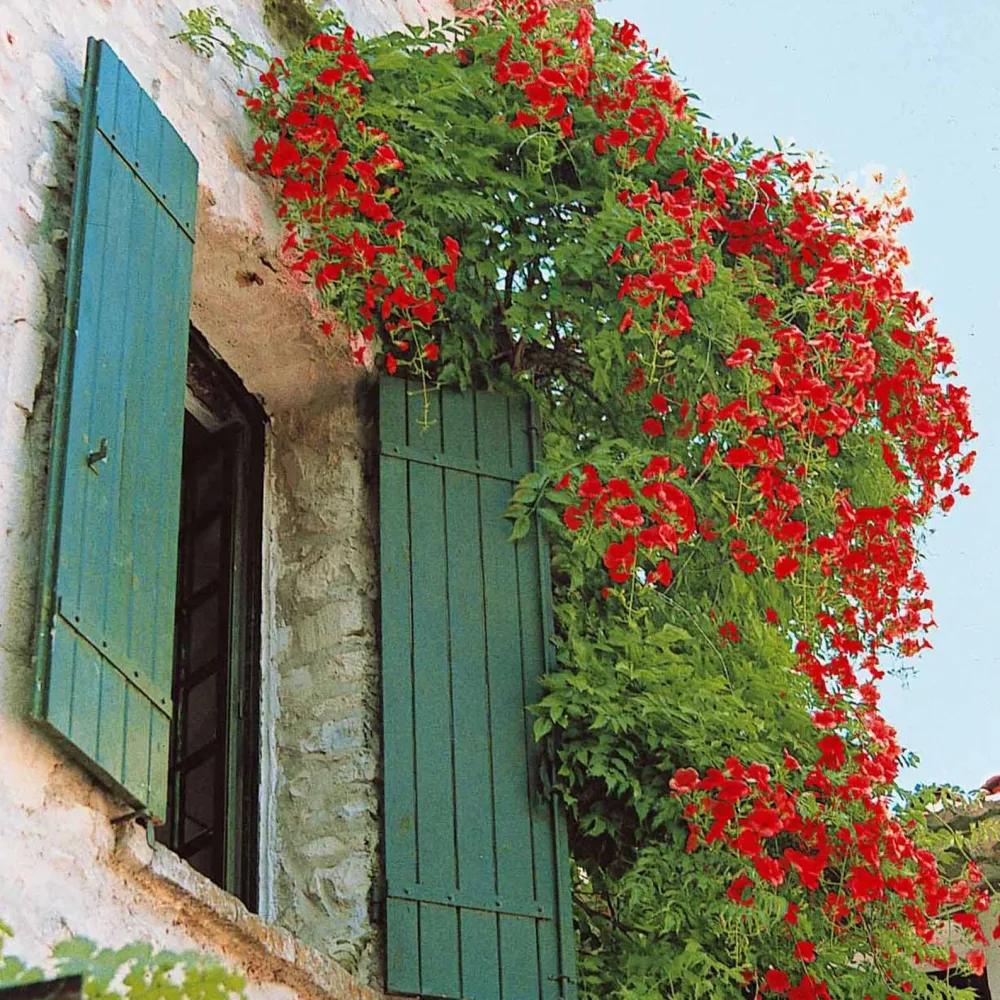 Bignone Stromboli Campsis radicans stromboli