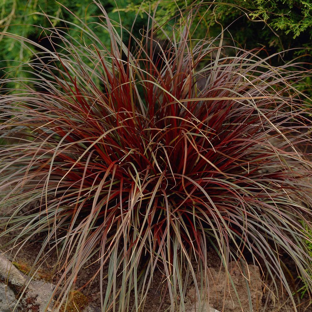 Herbe rouge Uncinia rubra