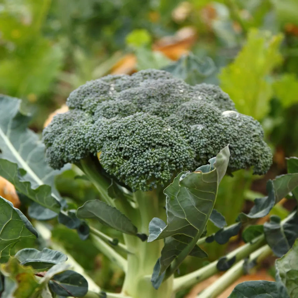 Chou brocoli Calabrese Natalino Brassica oleracea Calabrese Natalino