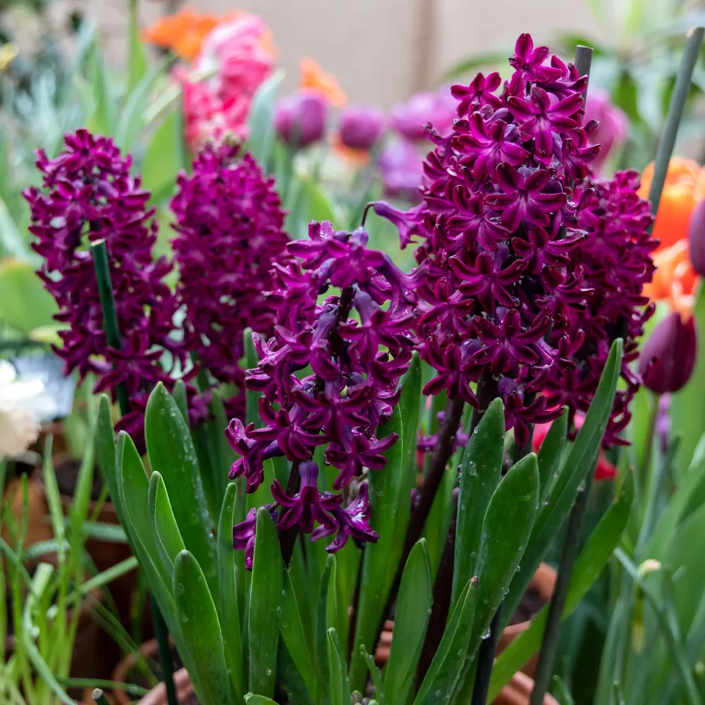 6 Jacinthes Woodstock pourpre Hyacinthus orientalis woodstock
