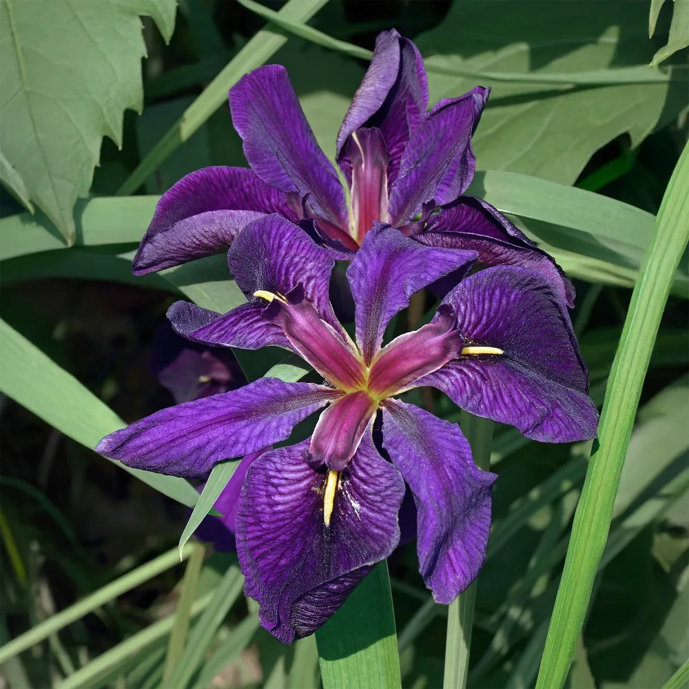 Iris de Louisiane Black Gamecock Iris louisiana Black Gamecock