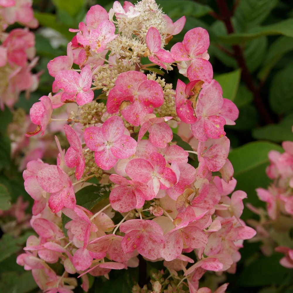 Hortensia paniculé Magical ® Fire Hydrangea paniculata magical fire