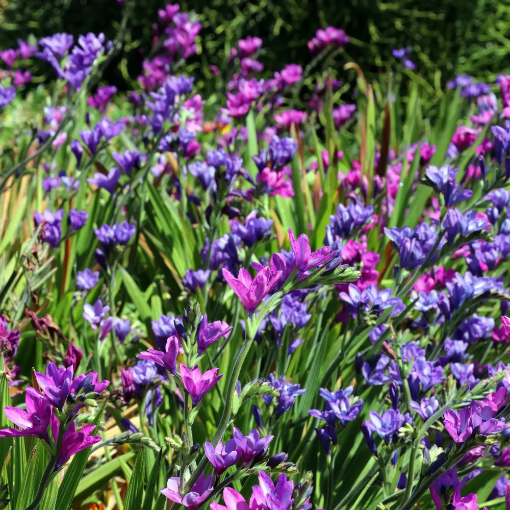 Babiana stricta Babiana stricta