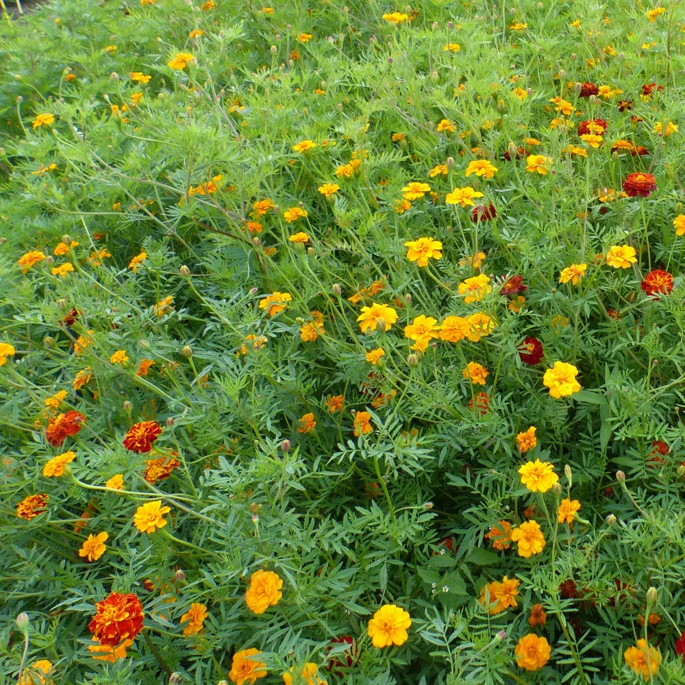 Graines d'oeillets anti-nématodes en mélange