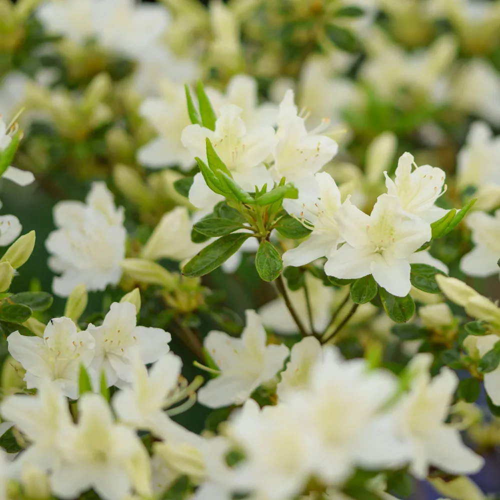 Azalée du Japon White Surprise Azalea japonica White Surprise