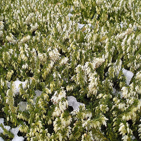 2 x Bruyère des neiges Blanc – Erica darleyensis, 15-20 cm pot