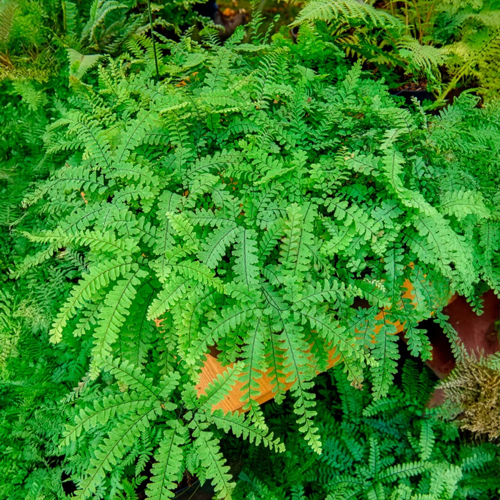 Capillaire pédalée - Adiante du Canada Adiantum pedatum