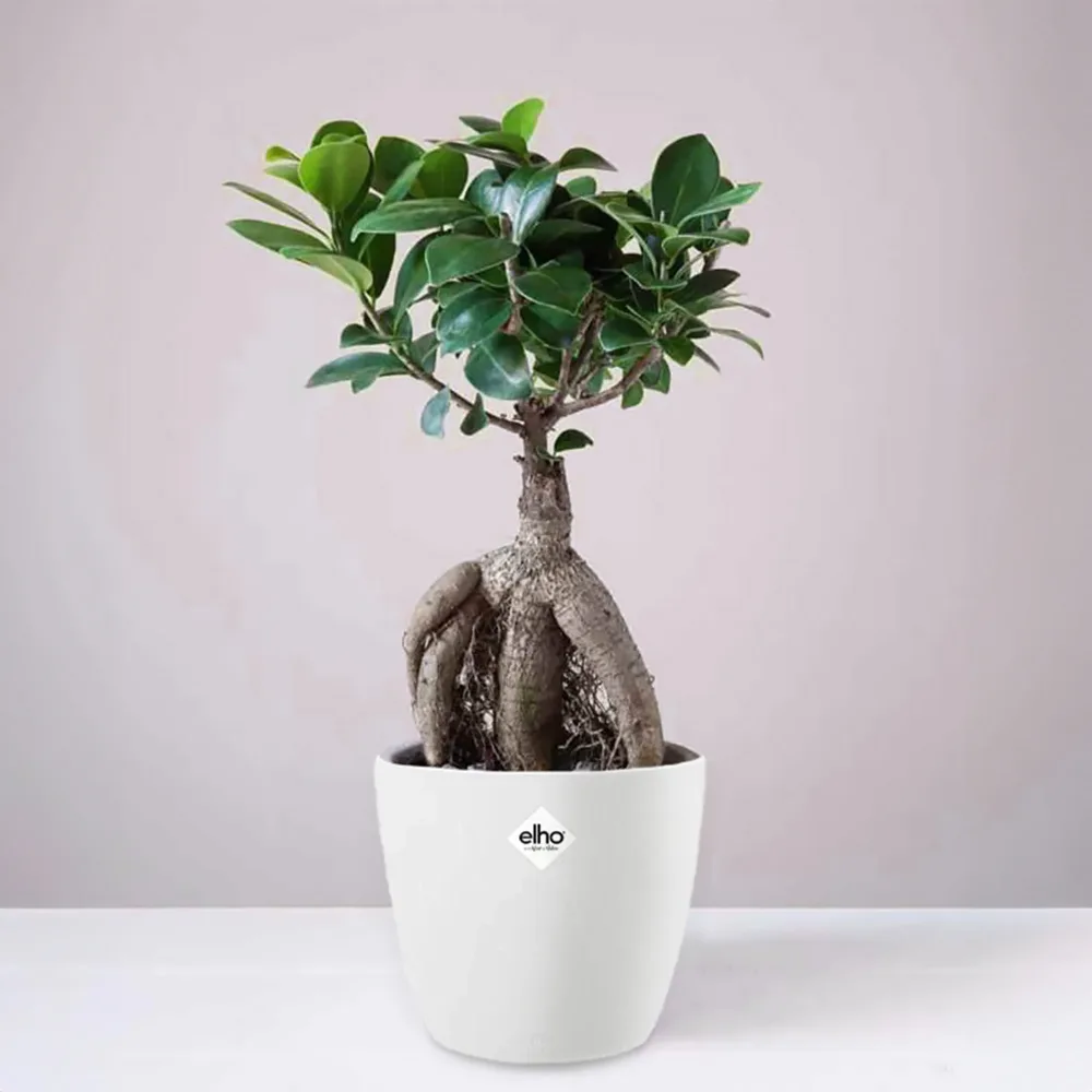 Ficus bonsai ginseng et son cache-pot blanc ELHO Ficus microcarpa ginseng