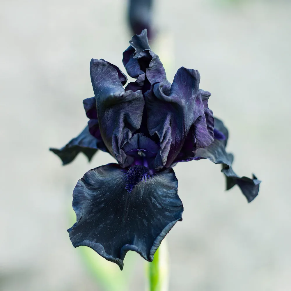 2 Iris de jardin Etude en Noir Iris germanica study in black