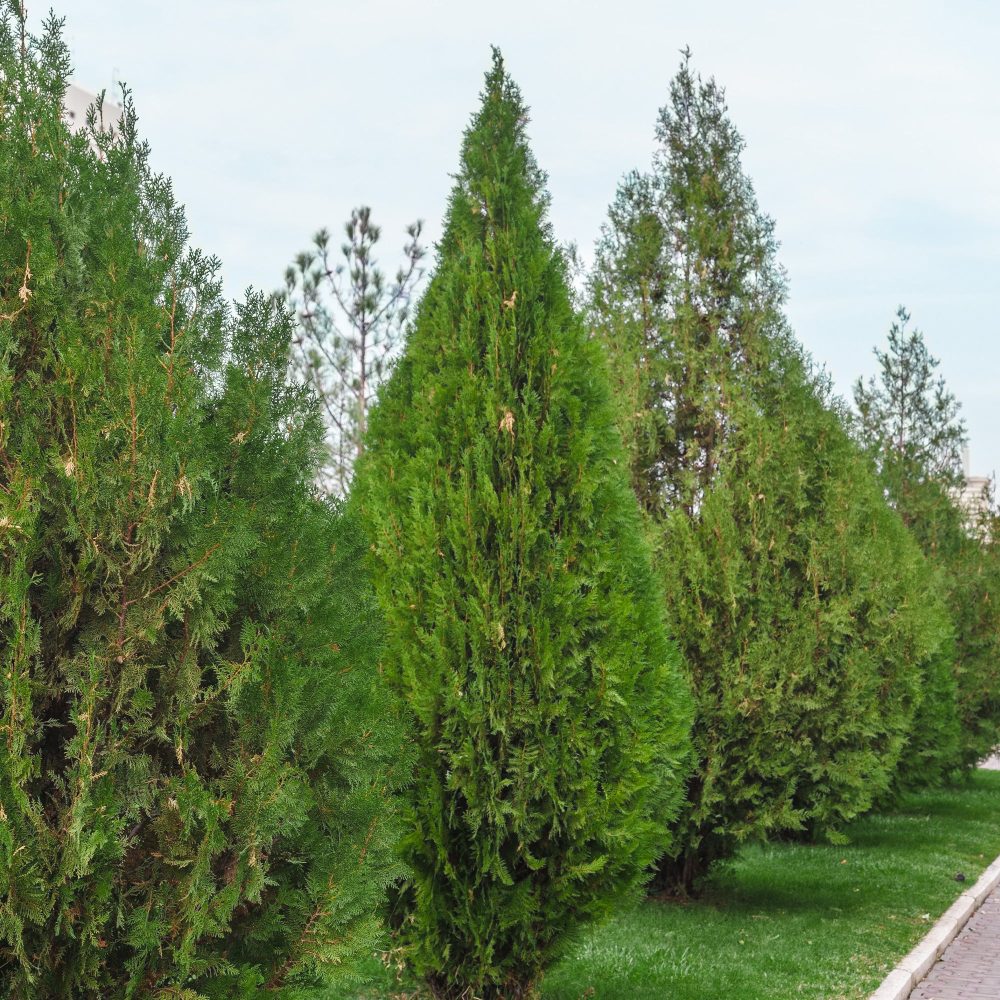 Thuja d'occident Brabant Thuja occidentalis Brabant