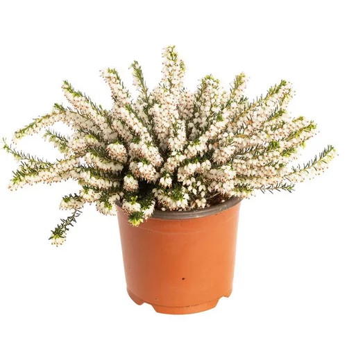 Erica Carnea blanche - Le pot de 10.5 cm