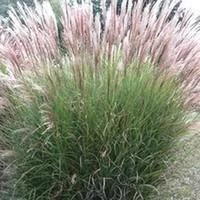 Miscanthus Sin.Adagio - Le pot de 3 litres