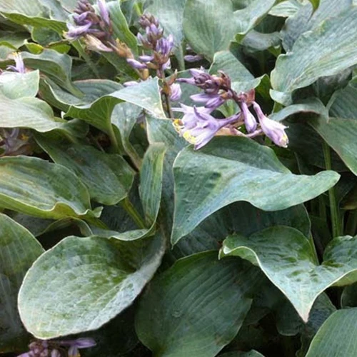 Hosta Winfield Blue Hosta hybride winfield blue