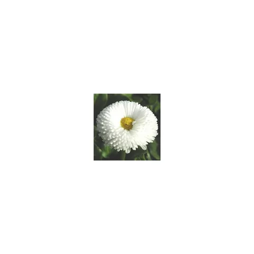 Pâquerette - La jardinière
