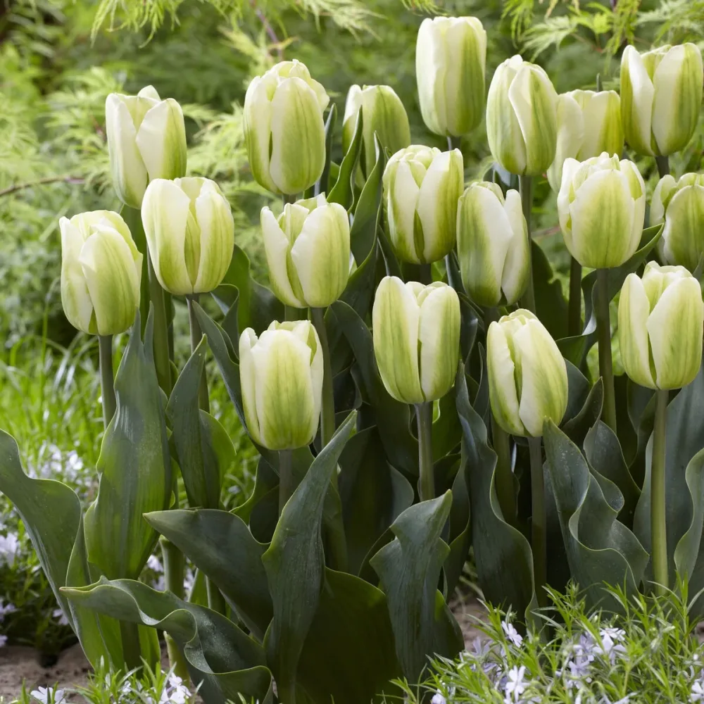 7 Tulipes Triomphe Green Spirit Tulipa 'green spirit'