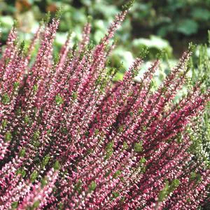 Calluna ou Bruyère commune variée rose. Le pot déco de 3 litres