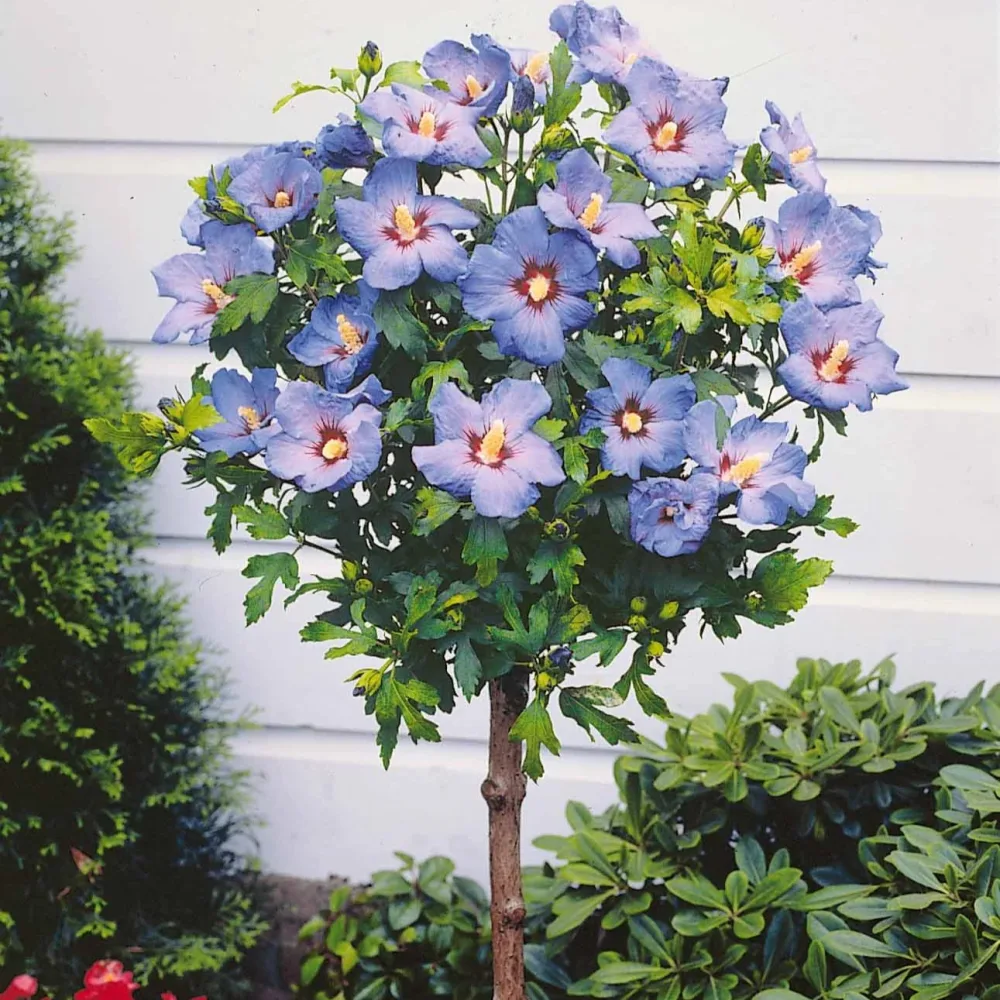 Hibiscus de jardin sur tige bleu Hibiscus syriacus