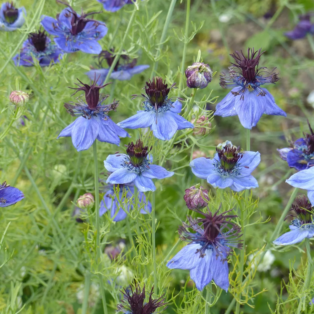 Nigelle d’Espagne 'Midnight' Nigella papillosa (hispanica)