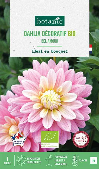 Bulbe de fleurs Dahlia décoratif Bel Amour bio botanic® - 1 bulbe